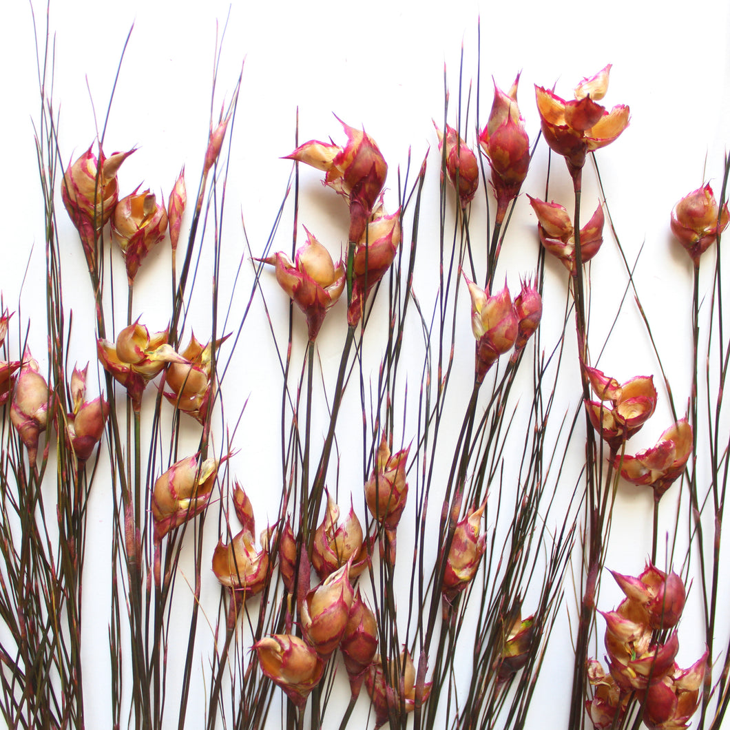 Bell Reed Grass - 15-20