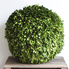 Load image into Gallery viewer, Preserved Boxwood Ball - Large
