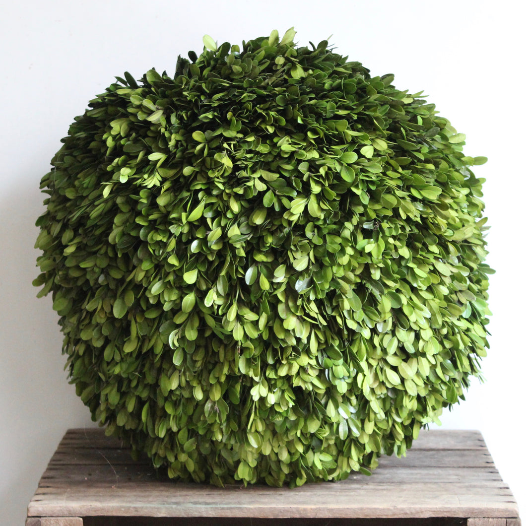 Preserved Boxwood Ball - Large