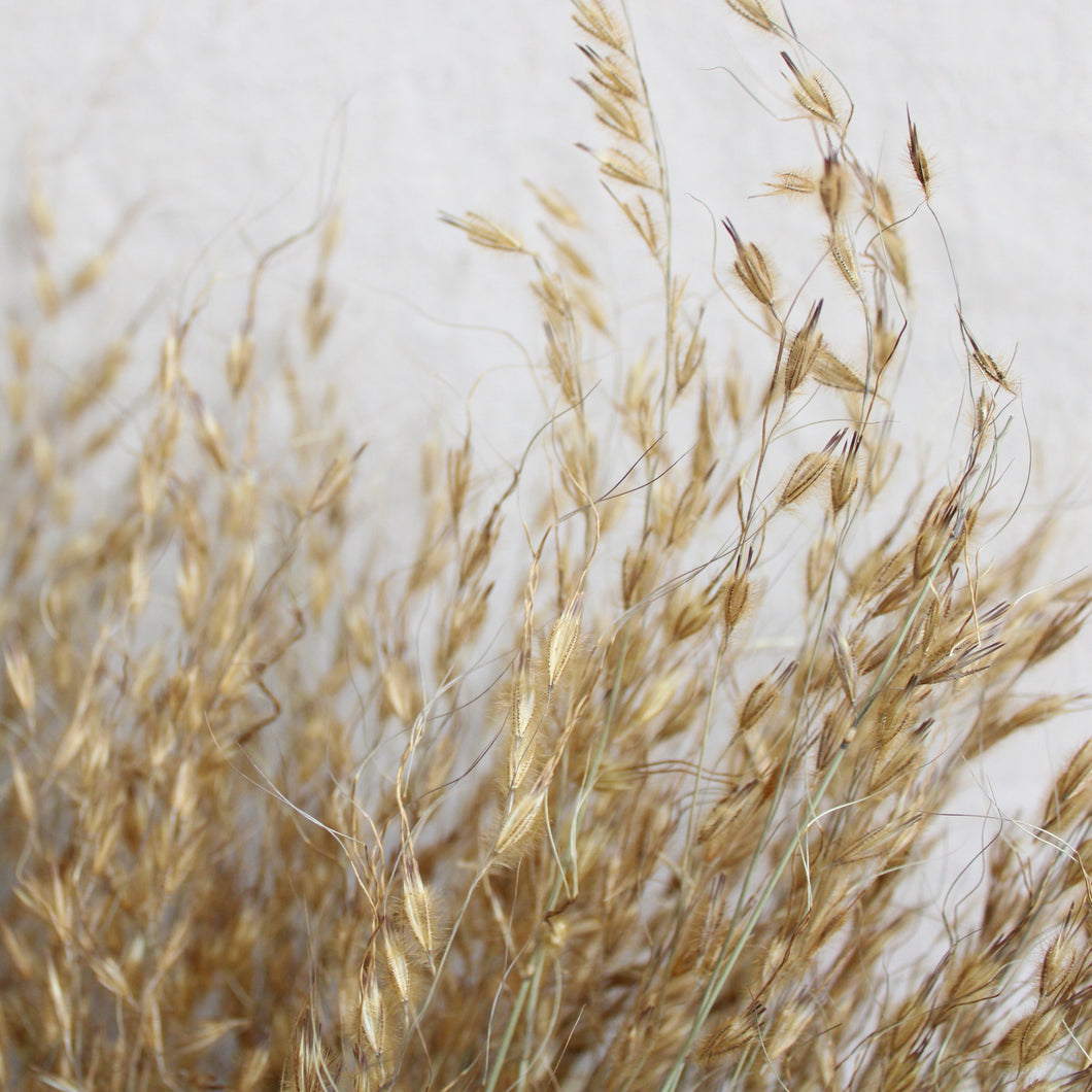 Princess Grass