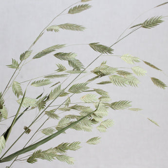 Dried Sea Oats