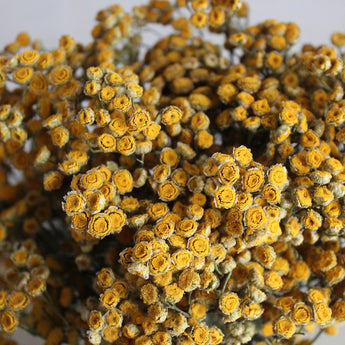 Dried Tansy