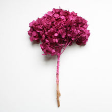 Load image into Gallery viewer, Hydrangea - Preserved
