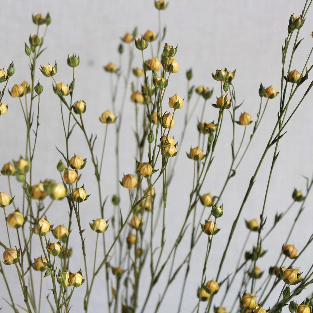 Flax