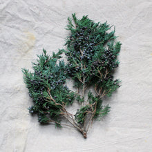 Load image into Gallery viewer, Juniper with Berries - Preserved
