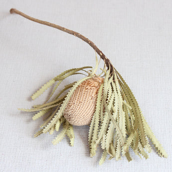 Dried Banksia Hookeriana