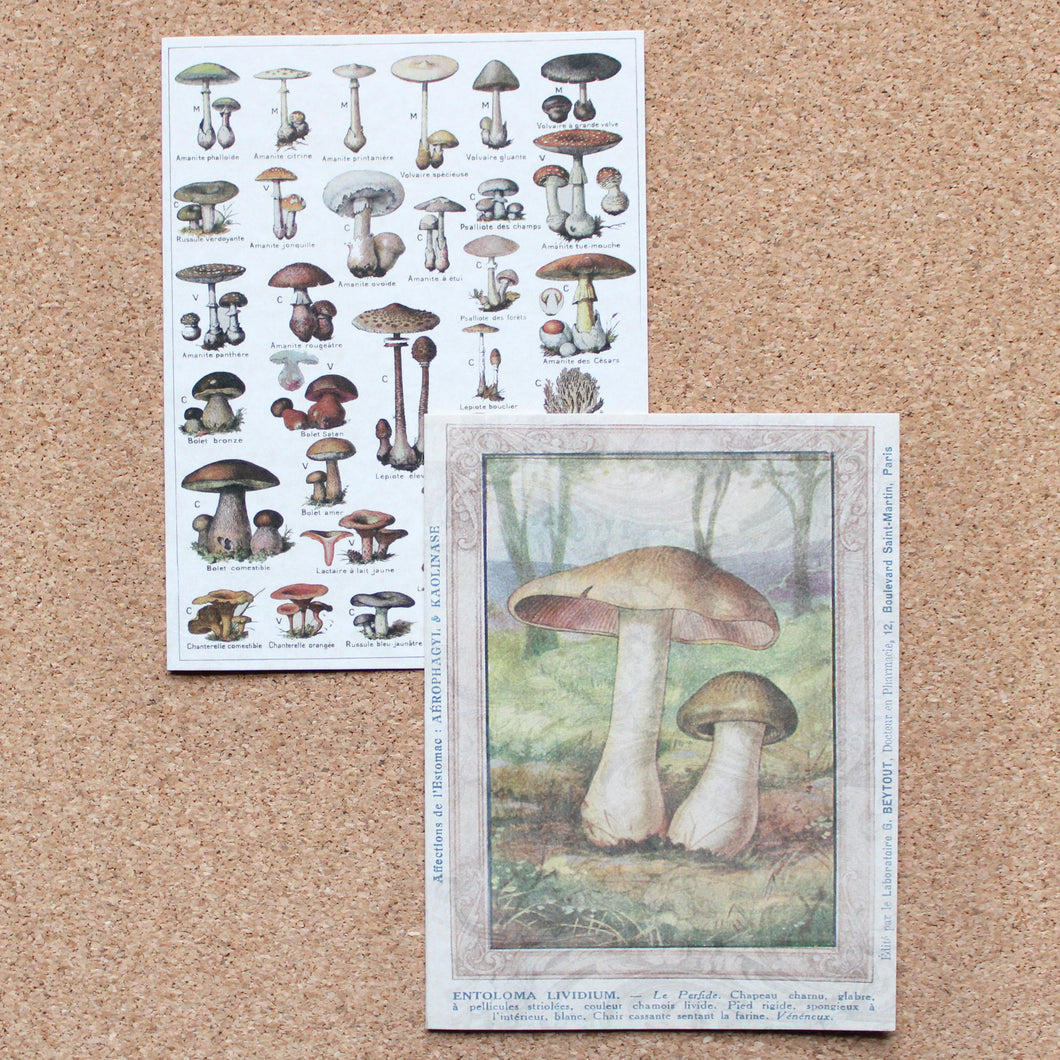 Vintage Cards - Mushroom