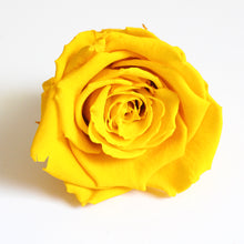 Load image into Gallery viewer, Roseheads - Preserved 2.5&quot;
