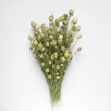 Load image into Gallery viewer, Nigella &quot;Love in a Mist&quot; - Dried
