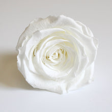 Load image into Gallery viewer, Roseheads - Preserved 2.5&quot;
