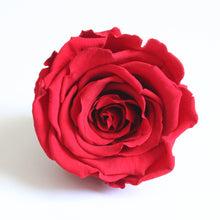 Load image into Gallery viewer, Roseheads - Preserved 2.5&quot;
