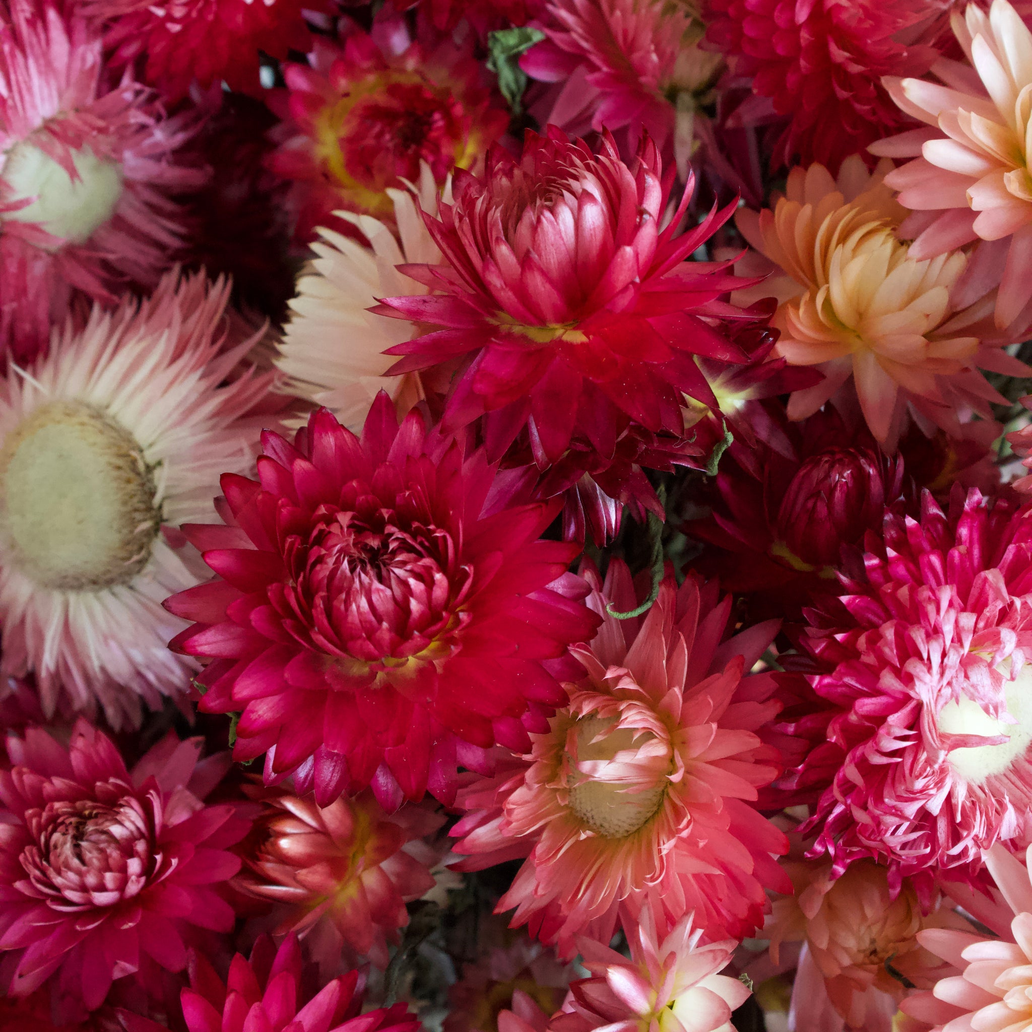 Strawflowers - Dried