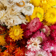 Load image into Gallery viewer, Strawflowers - Dried
