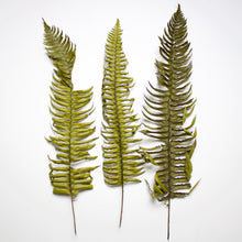 Load image into Gallery viewer, Fern - Preserved Western Sword
