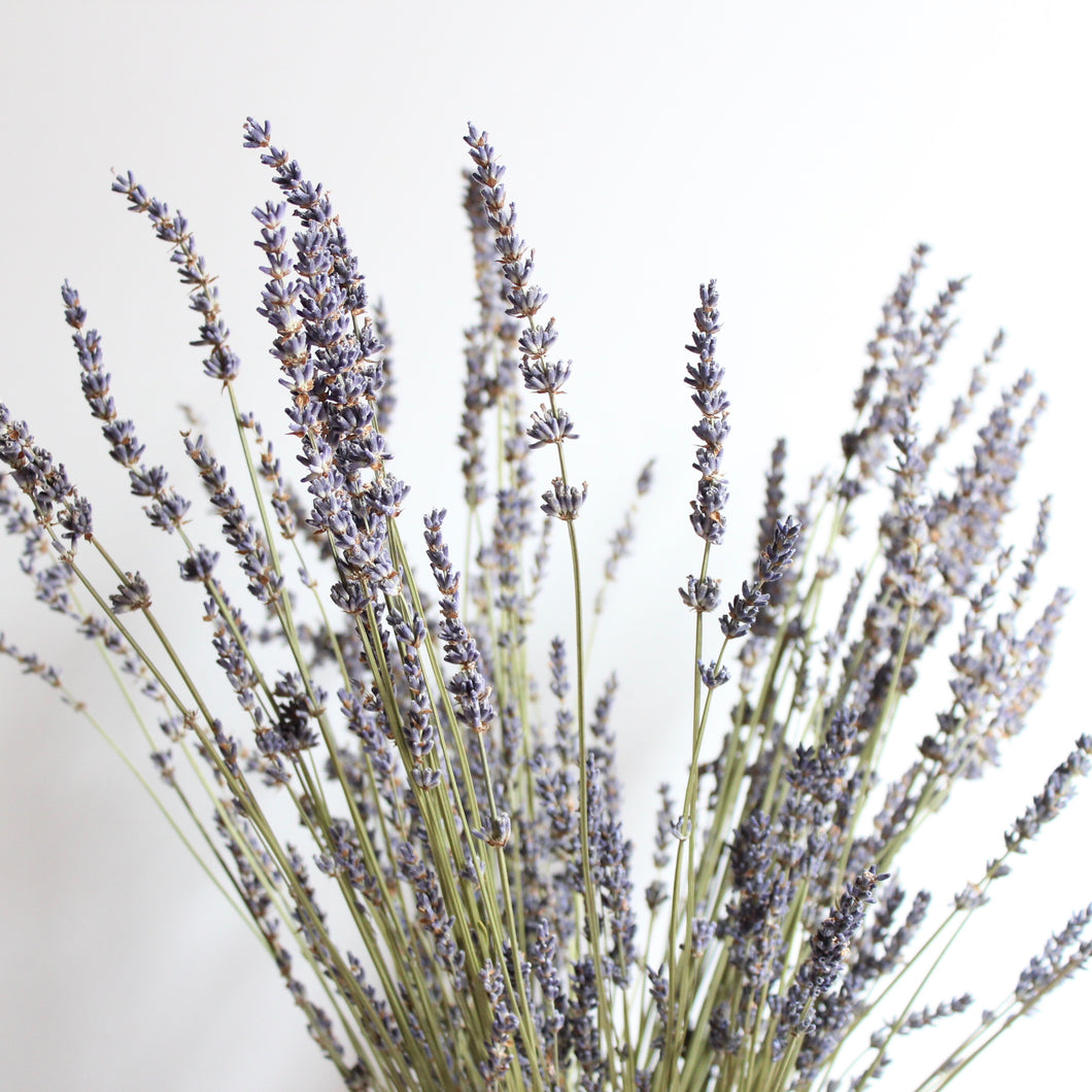 Lavender - French Grosso (Dried)
