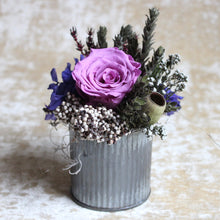 Load image into Gallery viewer, Buxifolia - Mini

