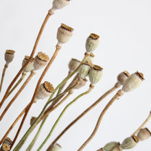 Load image into Gallery viewer, Poppies - Dried Mini
