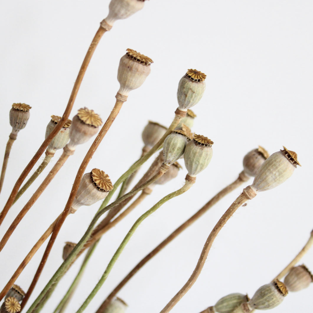 Poppies - Dried Mini