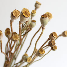 Load image into Gallery viewer, Poppies - Dried Mini
