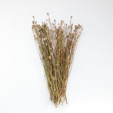 Load image into Gallery viewer, Poppies - Dried Mini
