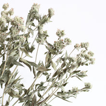 Load image into Gallery viewer, Mint (Dried) - Mountain
