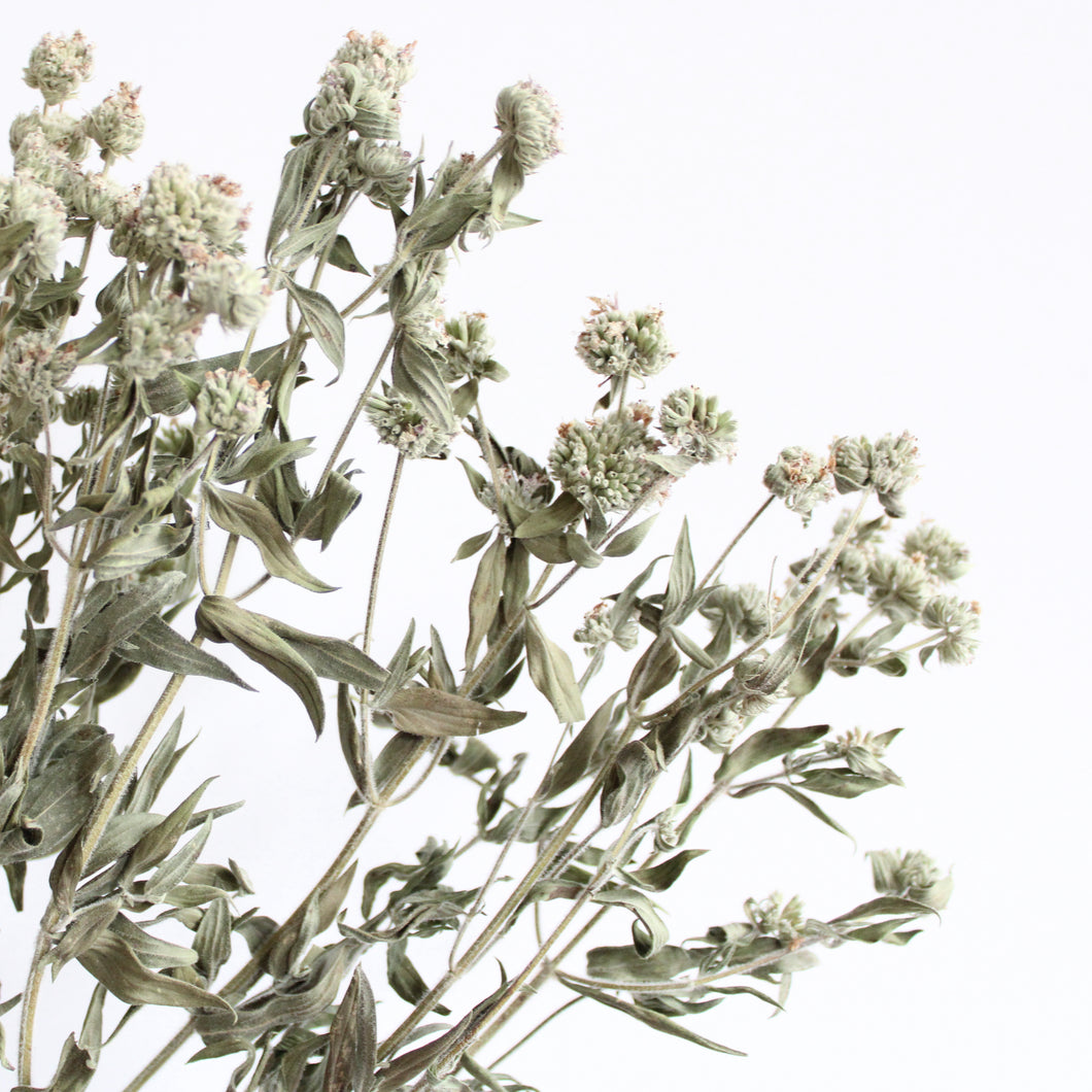Mint (Dried) - Mountain