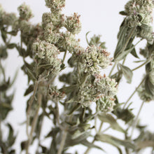 Load image into Gallery viewer, Mint (Dried) - Mountain

