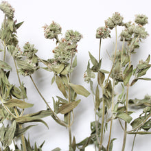 Load image into Gallery viewer, Mint (Dried) - Mountain
