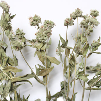 Dried Mountain Mint