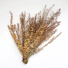 Load image into Gallery viewer, Eucalyptus - Spiral (Preserved)
