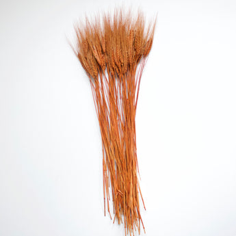 Dyed Bearded Wheat