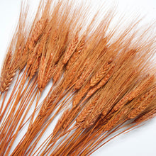 Load image into Gallery viewer, Wheat - Bearded Triticum (Dyed)

