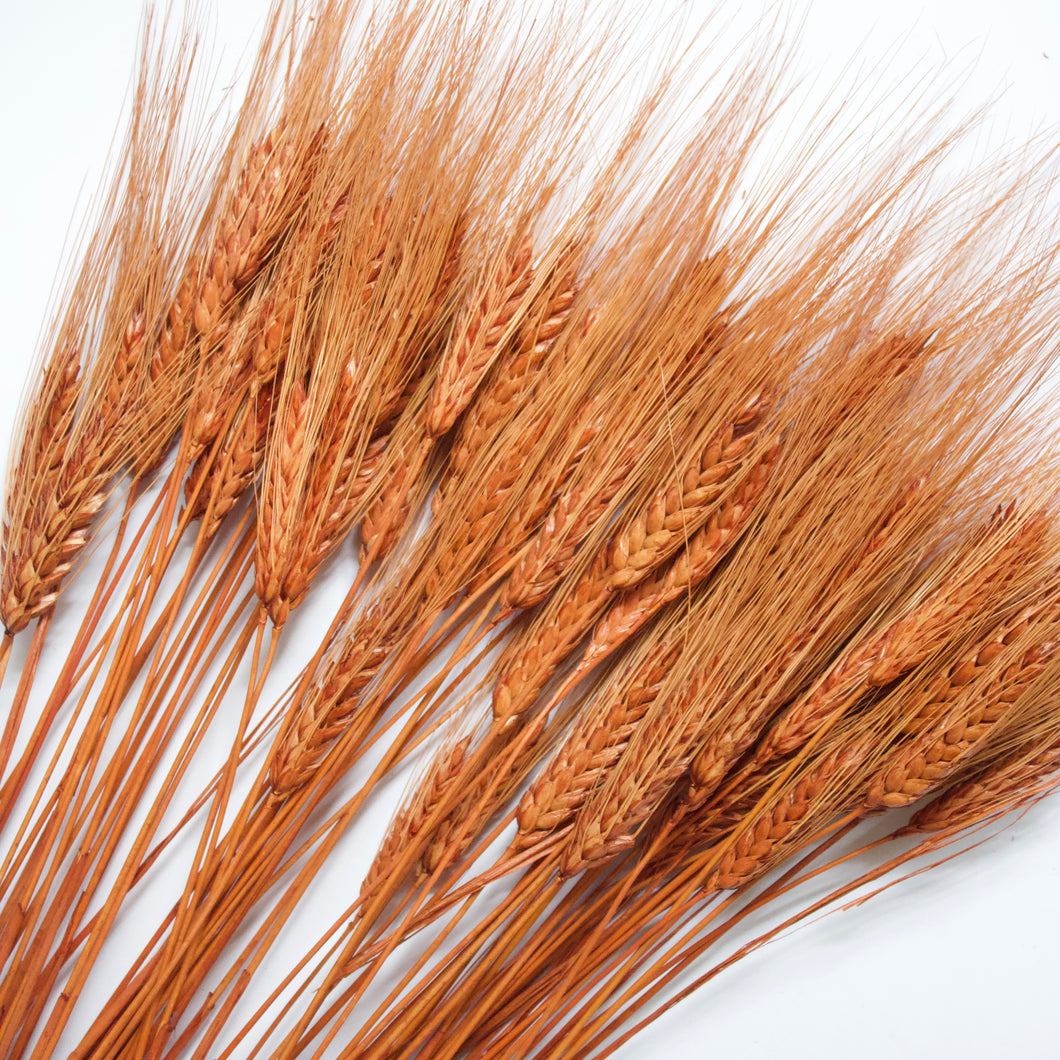 Wheat - Bearded Triticum (Dyed)