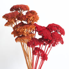Load image into Gallery viewer, Yarrow - Preserved
