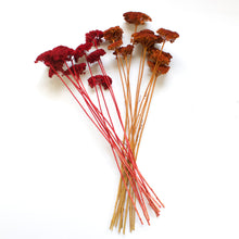 Load image into Gallery viewer, Yarrow - Preserved
