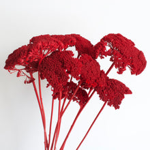 Load image into Gallery viewer, Yarrow - Preserved
