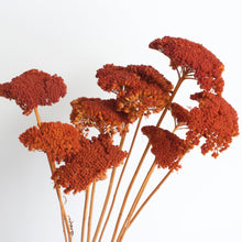 Load image into Gallery viewer, Yarrow - Preserved
