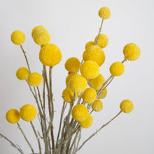 Load image into Gallery viewer, Billy Buttons (Craspedia) - Dried

