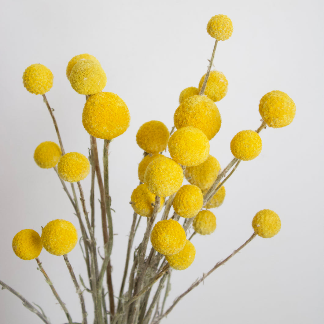 Billy Buttons (Craspedia) - Dried