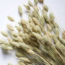 Load image into Gallery viewer, Phalaris
