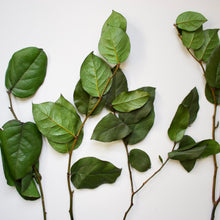 Load image into Gallery viewer, Salal (Lemon Leaves) - Preserved
