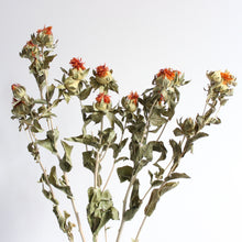 Load image into Gallery viewer, Safflower Carthamus - Dried
