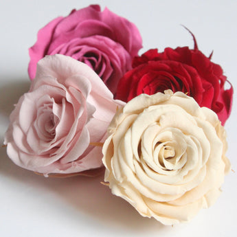 Preserved Rose 1.5"