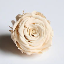 Load image into Gallery viewer, Roseheads - Preserved 1.5&quot;
