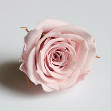 Load image into Gallery viewer, Roseheads - Preserved 1.5&quot;
