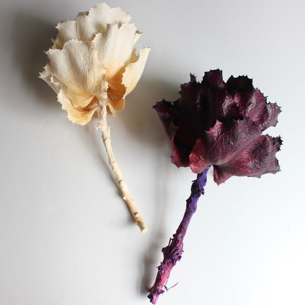 Queen Flower