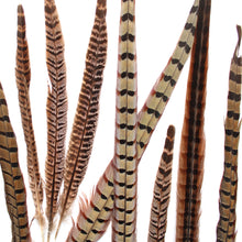 Load image into Gallery viewer, Ringneck Pheasant Feathers
