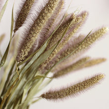 Load image into Gallery viewer, Millet - Purple Mist (Dried)
