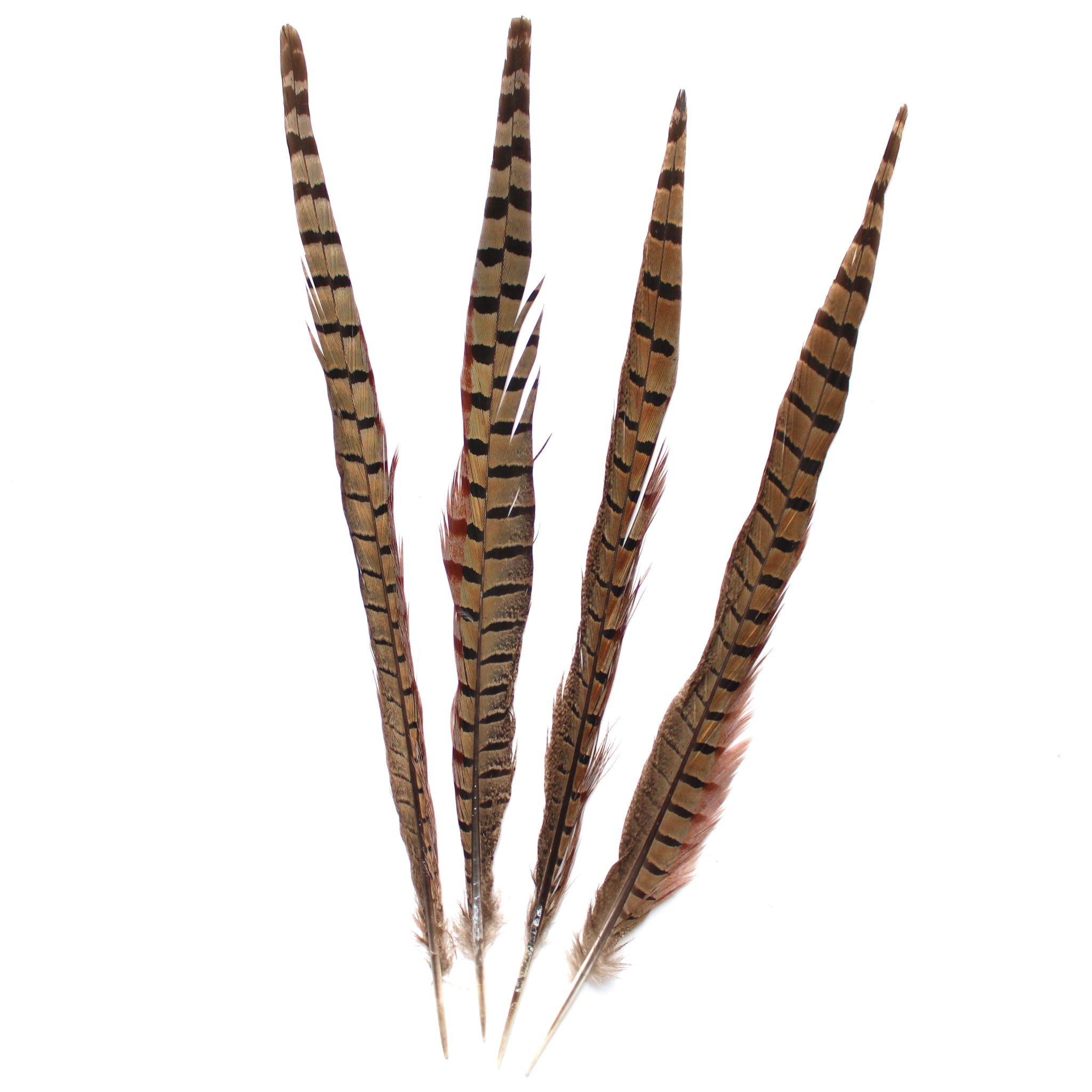 RING NECK PHEASANT FEATHERS 10 PK 20-22inch