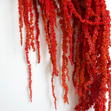 Load image into Gallery viewer, Amaranthus Hanging - Preserved

